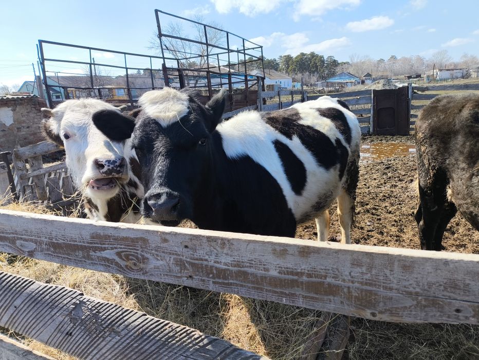 Продам телок годовалых