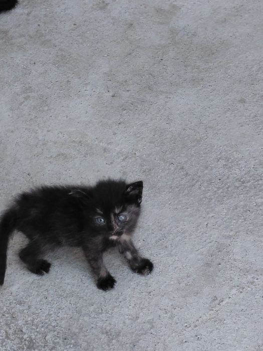Котята бесплатно