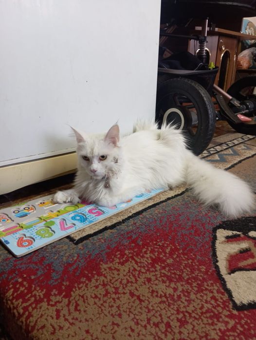 Продается кошка порода мейн кун ( девочка).