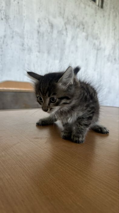 Котенки в добрые руки