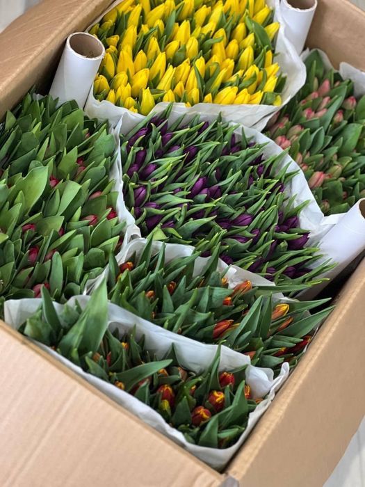 Тюльпаны по предзаказу!