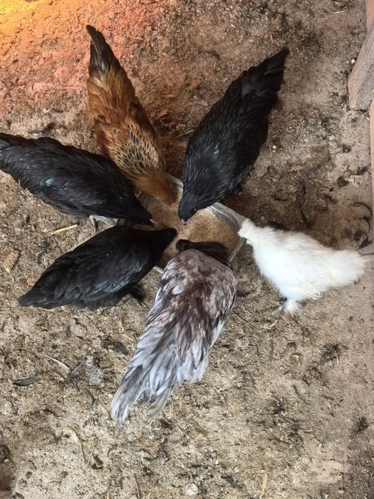 Pui brahma mărișori