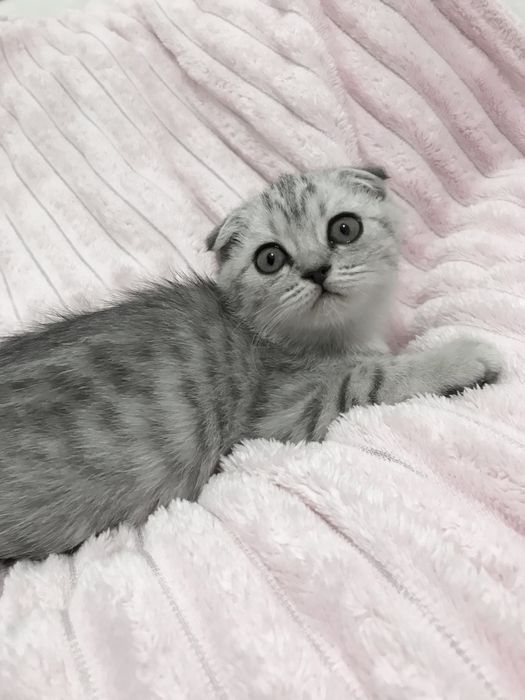 Шотландская вислоухая
