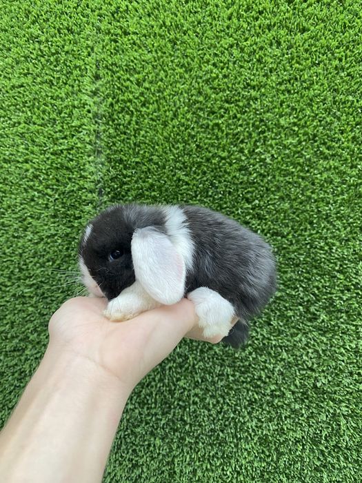 карликовые декоративные кролики