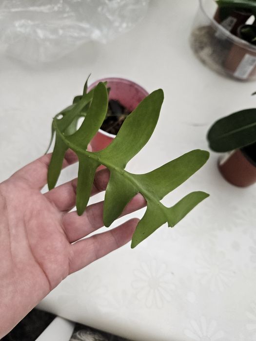 Укорененный черенок марниеры