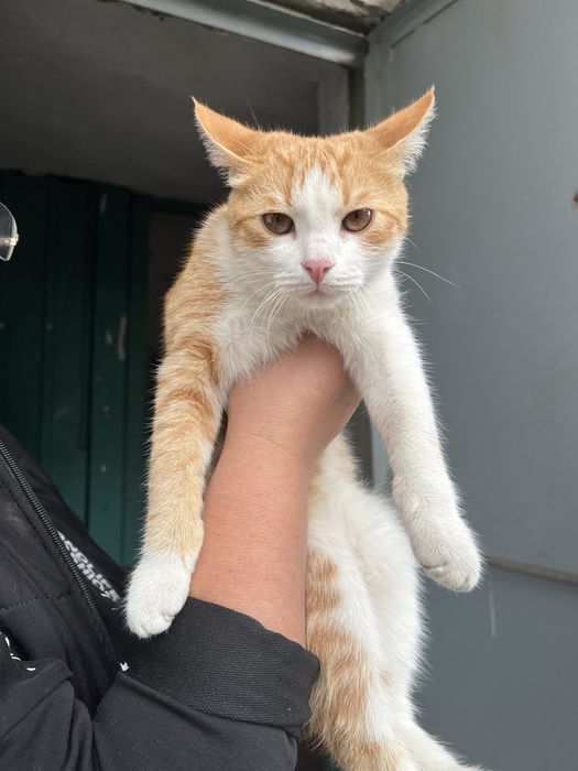 Отдам котика в хорошие руки