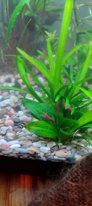 Аквариумные креветки