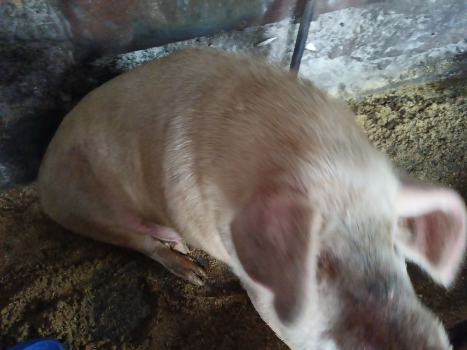 Кабан производитель