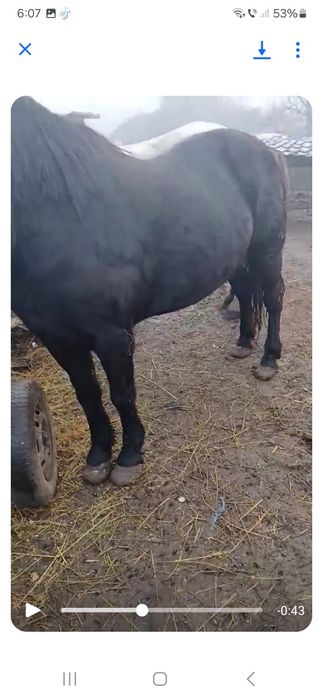 Vând 1 iapa neagra și un cal castrat