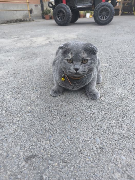 Скоттиш фолд мушуги оргинал