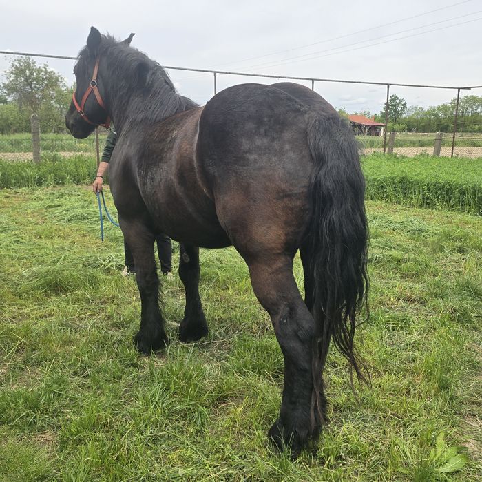 Iapă Ardenez Polonez de 5 ani