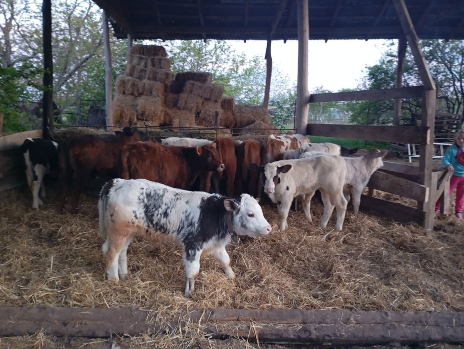 Vând vitei intarcati