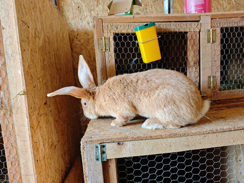 Iepuri Uriaș German