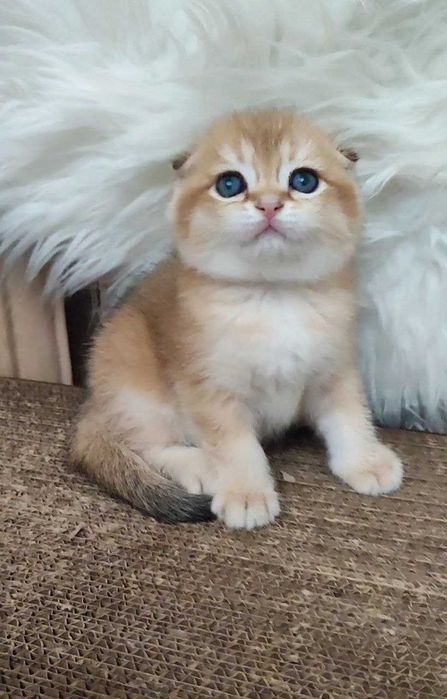 котенок скотиш фолд девочка золотая шиншила чистокровная
