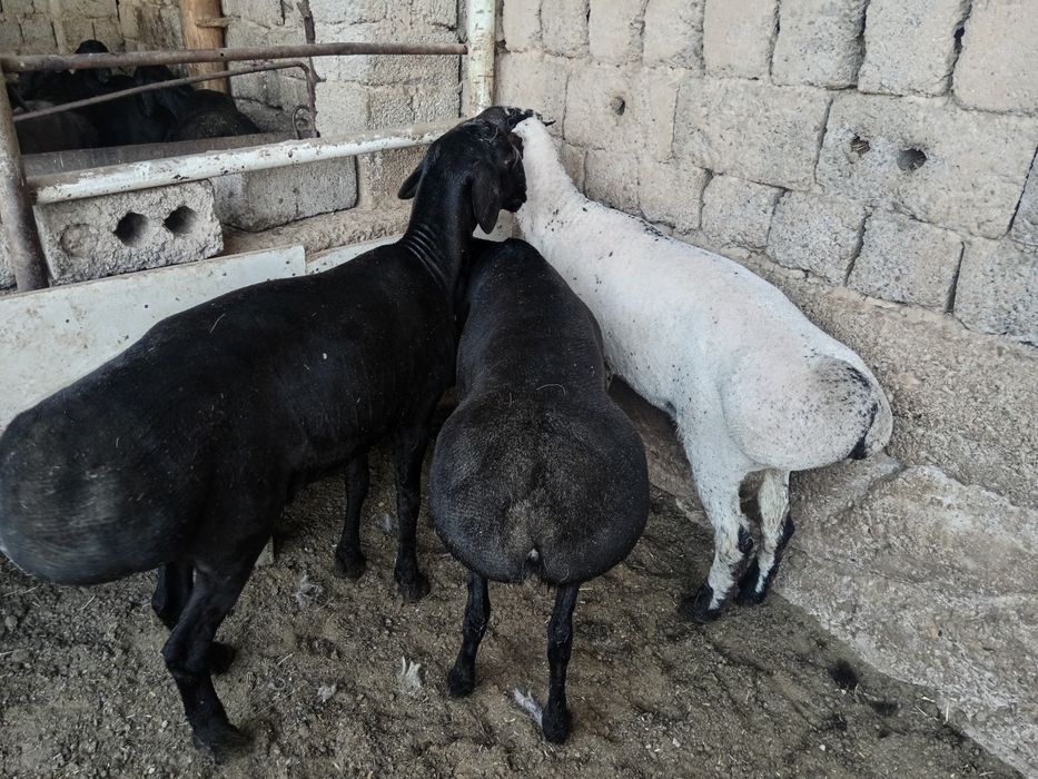 Qochqor, qoy кочкор, кой.