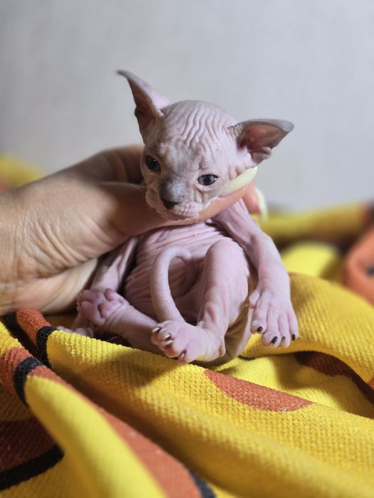 Шикарная кошечка голубоглазка