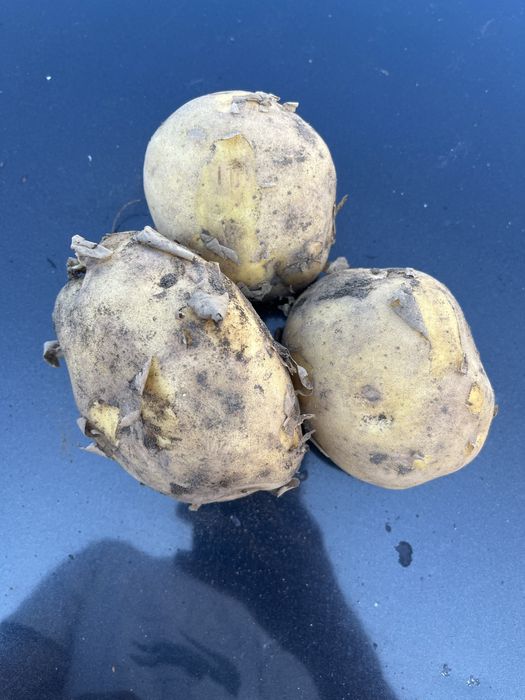 Продам картофель сорт гала