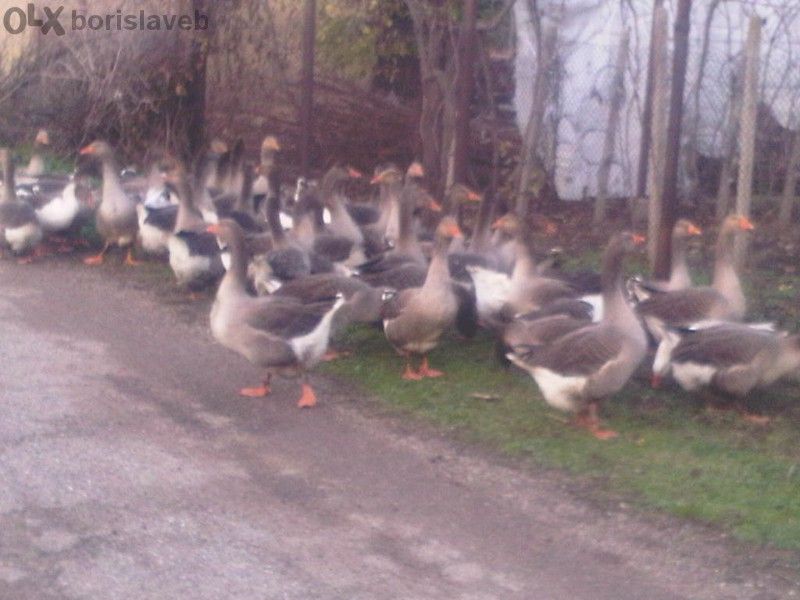 Яйца от гъски тулузки