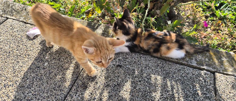 Pui de pisica pentru adoptie