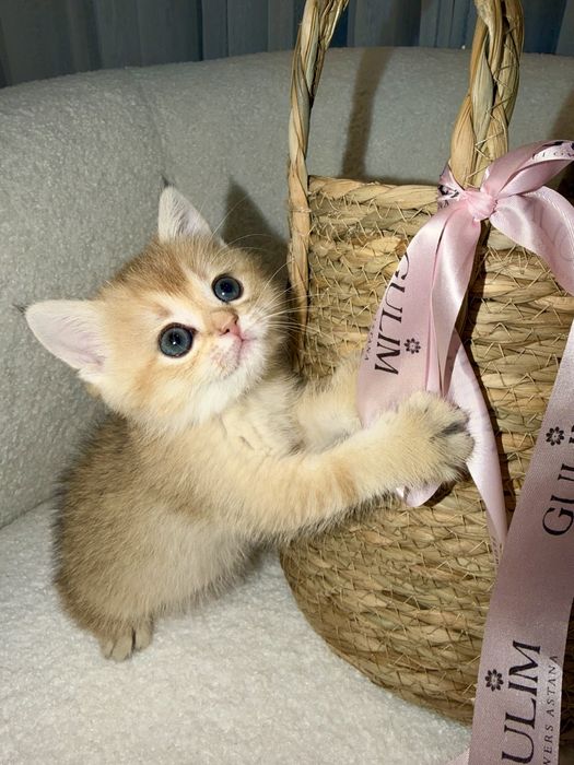 Британская Шиншилла