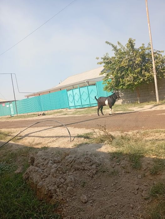 Нуми теке атакент