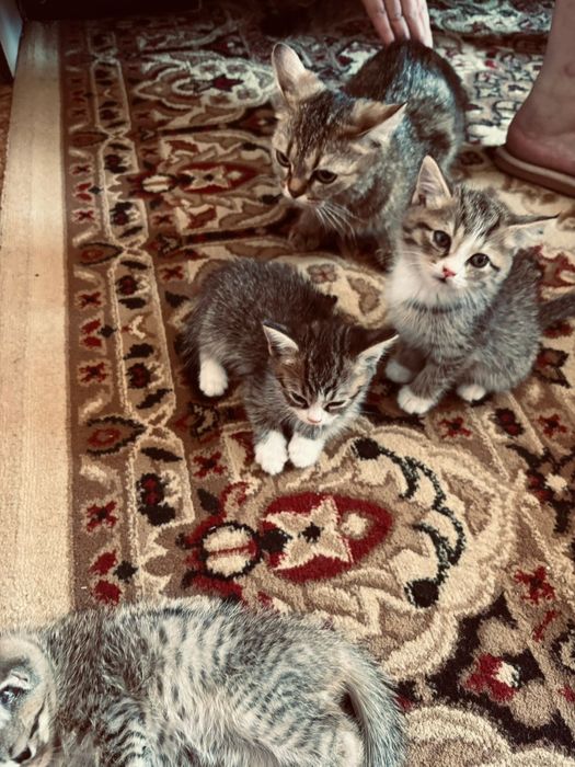 Кошка с котятой Кошки