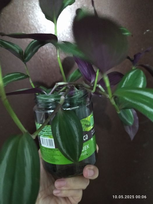 Отростки традесканции