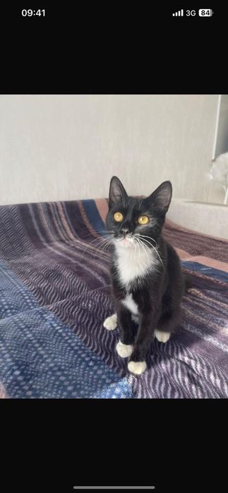 Пристраивается  мальчик котик