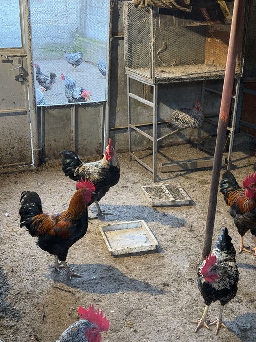 Петли супер харко 6 месеца