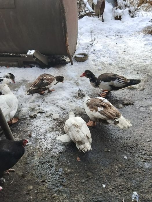 Продаются селезни индоутки