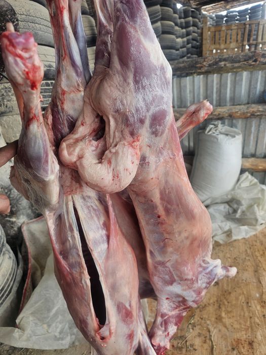 Туша токты сатылады продается