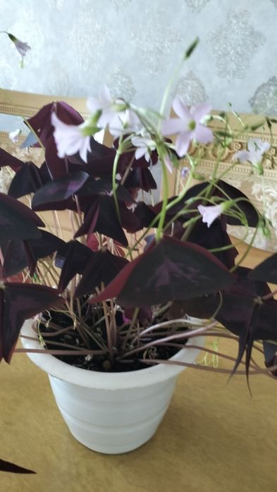 Продам "Цветок - Счастья"