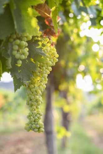 Vand struguri vin