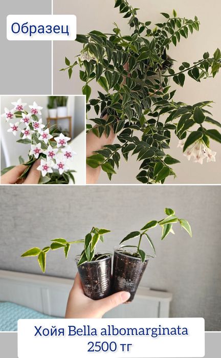 Хойя разные сорта комнатные цветы