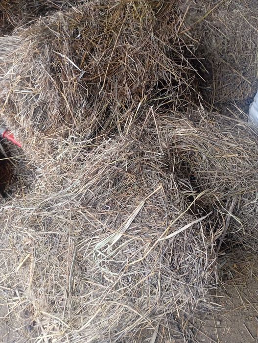 De vânzare baloți dreptunghiulari făcuți din fan