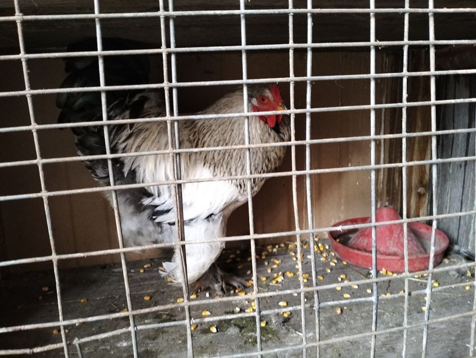 Vând / schimb cocoș brahma