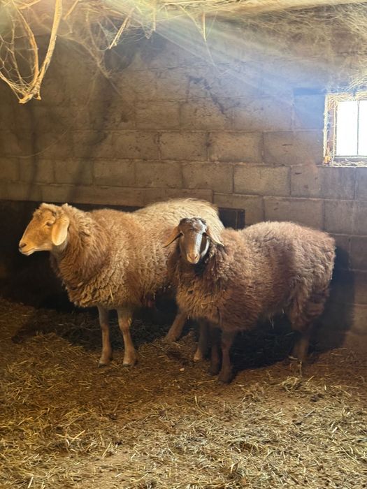 Бараны кой жирные