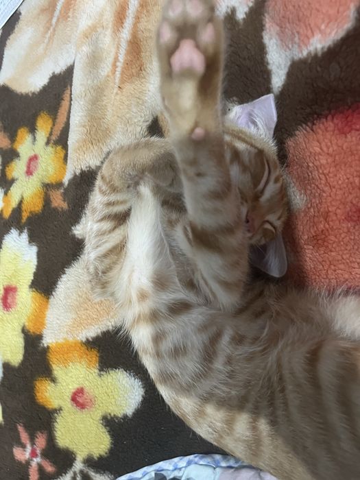 Отдам кота в добрые руки