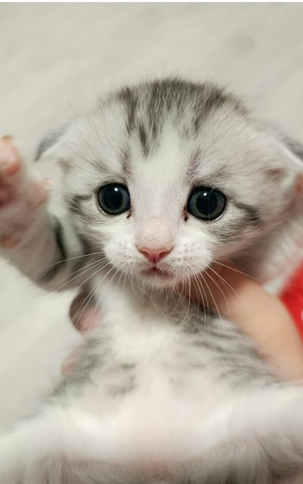 Котята, вислоухий.прямоухий