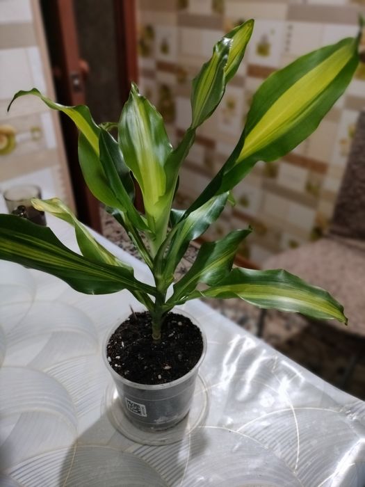 Пальма драцена продам