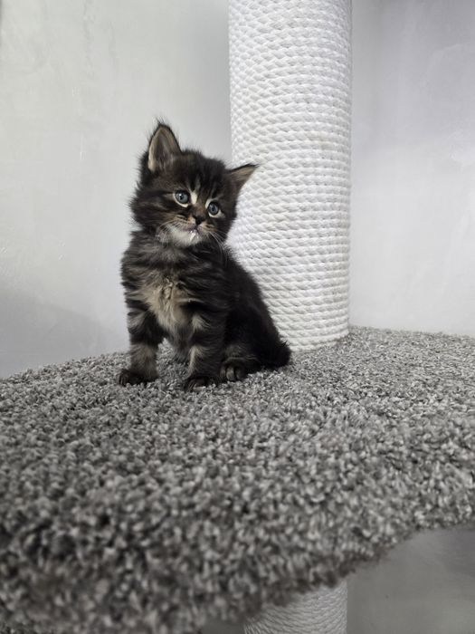 Очаровательные котята мэйнкуны