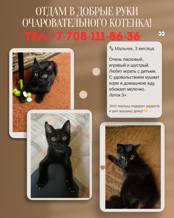 Отдам котят подростки