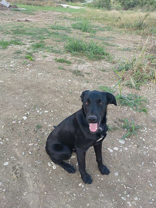 Donez catelusa 5 luni Talie mica +Catelus Negru sub 1 an