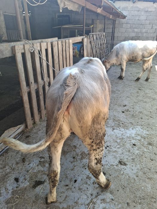 Продам телочек годовалых