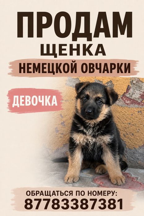 Щенок немецкой овчарки