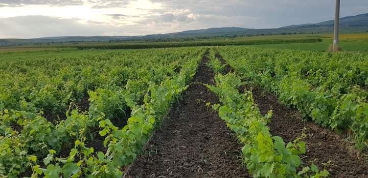 Producător butasi vita de vie