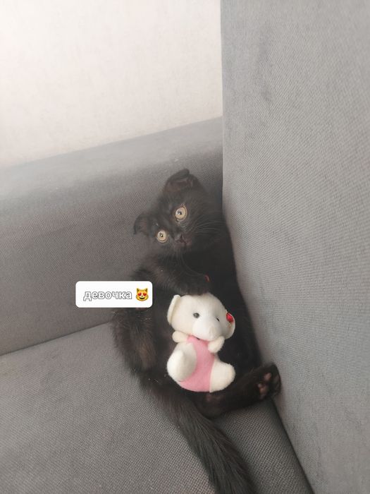 Котятам два месяца