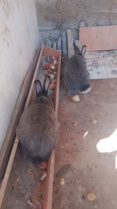 Қояндар сатылады