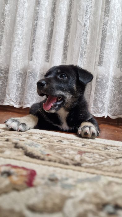 Отдам щенков Лайки