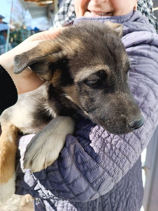 Отдам собачек в добрые руки